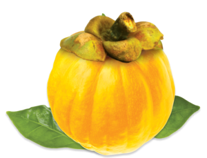 garcinia-cambogia-yellow-fruit